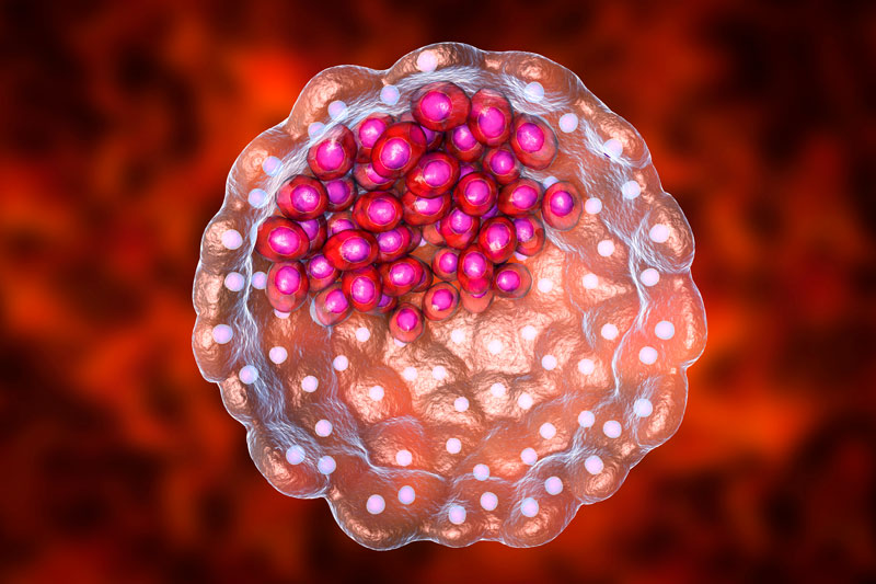 Imagen proceso reproductivo 3